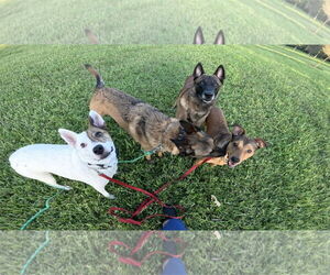 Cody - FL - Male Mutt Dog for Adoption - Photo #6