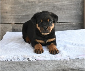 Rottweiler Puppy for sale in FREDERICKSBURG, OH, USA
