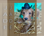 Puppy 6 Goldendoodle-Poodle (Miniature) Mix