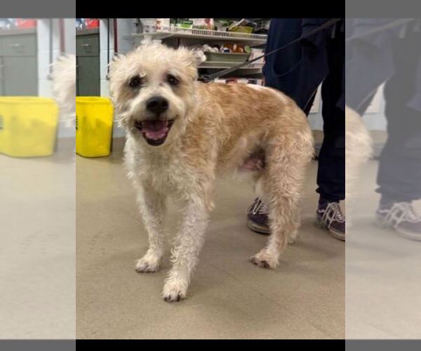 Medium Photo #6 Boxer-Unknown Mix Puppy For Sale in Silver Spring, MD, USA