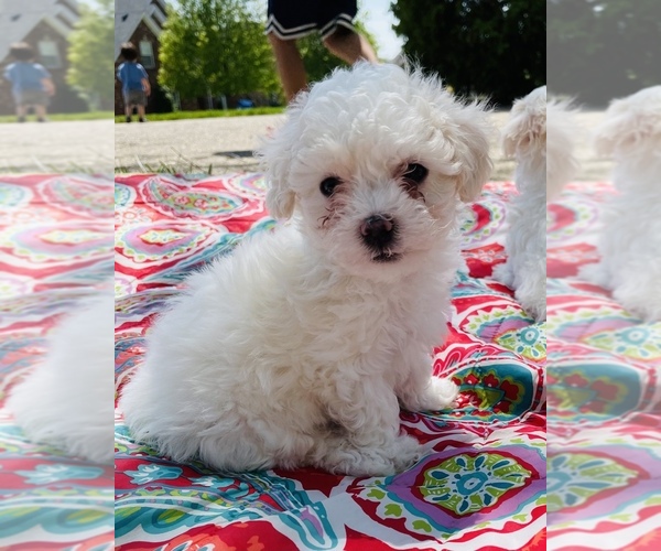 Medium Photo #3 Maltipoo Puppy For Sale in LOUISVILLE, KY, USA