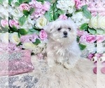 Small Photo #94 Maltese Puppy For Sale in HAYWARD, CA, USA