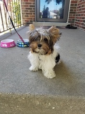 Yorkshire Terrier Puppy for sale in SKOKIE, IL, USA