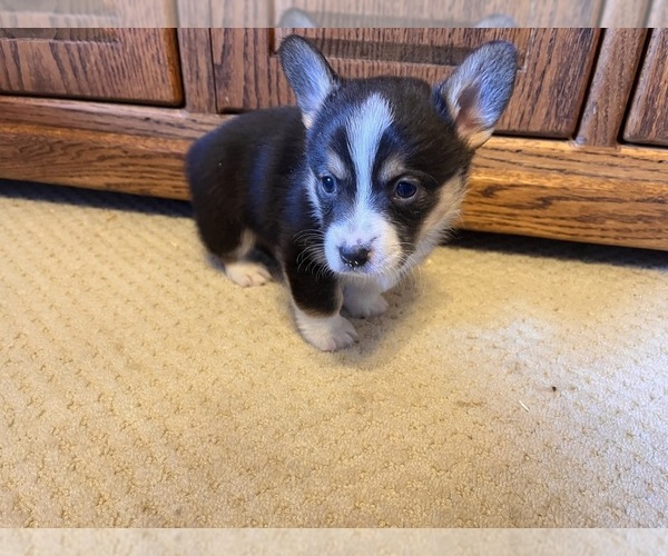 Medium Photo #1 Pembroke Welsh Corgi Puppy For Sale in ROCKFORD, IL, USA