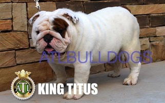 Father of the Bulldog puppies born on 03/20/2017