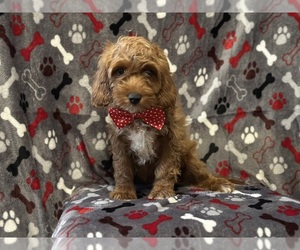 Cavapoo Puppy for sale in LAKELAND, FL, USA