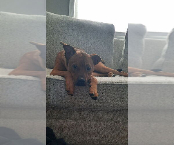 Medium Photo #5 Bullboxer Pit Puppy For Sale in East Derry, NH, USA