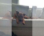 Small #4 Bullboxer Pit
