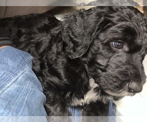 Sheepadoodle Puppy for sale in GREENEVILLE, TN, USA