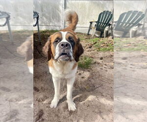 Saint Bernard Dogs for adoption in St. Augustine, FL, USA