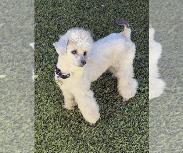 Medium Photo #1 Bichpoo Puppy For Sale in LAKE ELSINORE, CA, USA