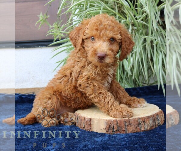 Medium Photo #3 Goldendoodle (Miniature) Puppy For Sale in NARVON, PA, USA