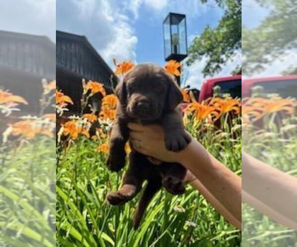 Medium Photo #2 Labrador Retriever Puppy For Sale in CONFLUENCE, PA, USA