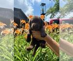 Small #1 Labrador Retriever