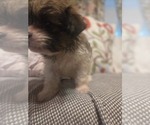 Small #23 Maltipom