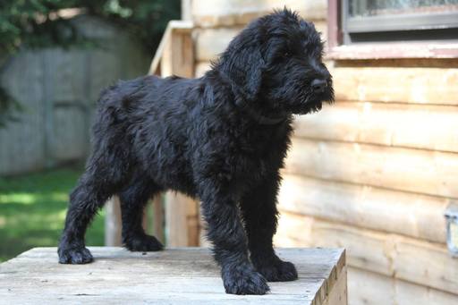 Medium Photo #1 Black Russian Terrier Puppy For Sale in Chilliwack, British Columbia, Canada
