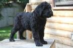 Small Photo #1 Black Russian Terrier Puppy For Sale in Chilliwack, British Columbia, Canada