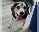 Small #4 Beagle