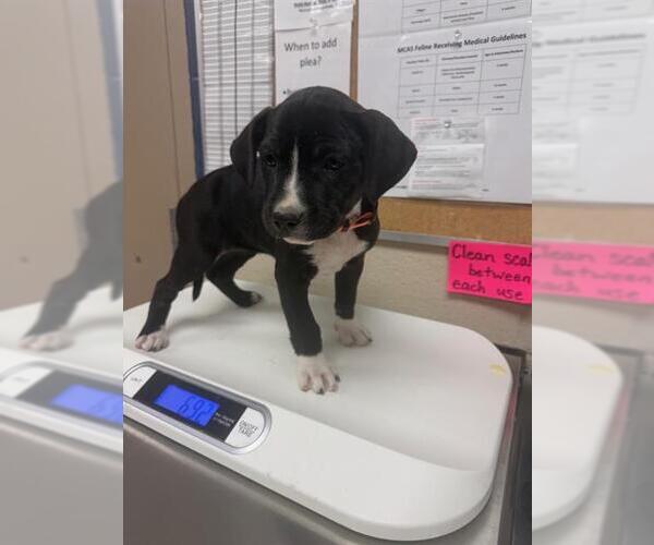 Medium Photo #1 Labrador Retriever-Unknown Mix Puppy For Sale in Conroe, TX, USA