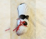 Puppy Red Collar Alapaha Blue Blood Bulldog
