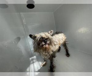 Cairn Terrier Dogs for adoption in Houston, TX, USA