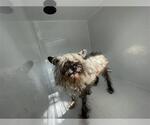 Small Cairn Terrier