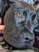 Small Photo #4 Cane Corso Puppy For Sale in SAVANNAH, GA, USA