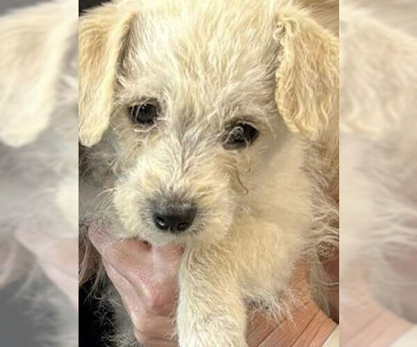 Medium Photo #4 Pomeranian-Unknown Mix Puppy For Sale in Mundelein, IL, USA