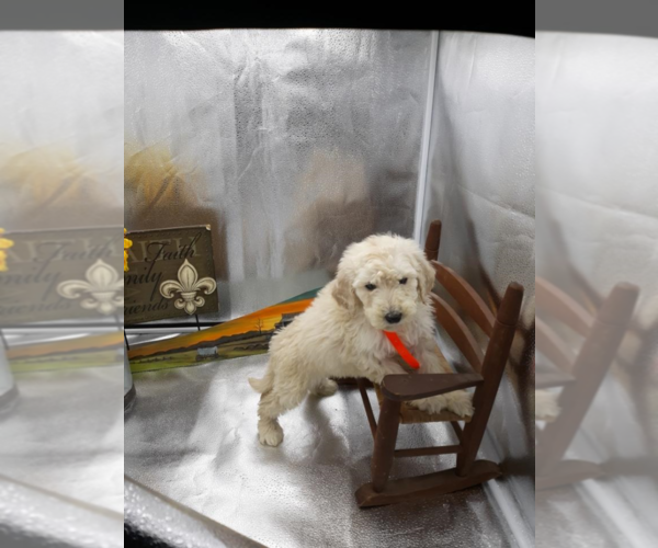 Medium Photo #1 Goldendoodle Puppy For Sale in ANN ARBOR, MI, USA