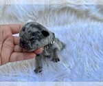 Small Photo #56 French Bulldog Puppy For Sale in HAYWARD, CA, USA
