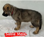 Small Photo #10 German Shepherd Dog Puppy For Sale in MIAMI, FL, USA
