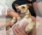 Small #2 Dachshund Mix