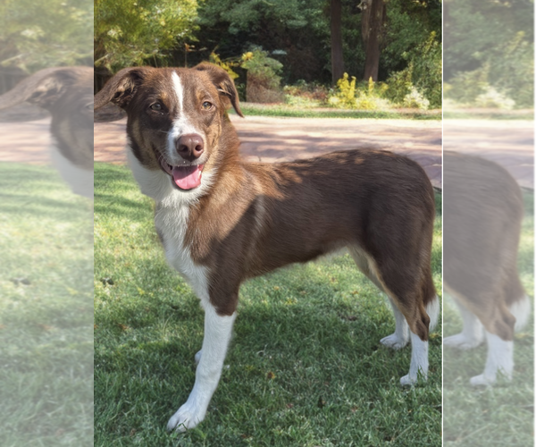 Medium Photo #3 Border-Aussie Puppy For Sale in Newport Beach, CA, USA