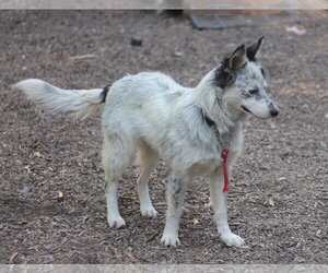 Iris - Female Mutt Dog for Adoption - Photo #3
