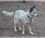 Small Photo #3 Mutt Puppy For Sale in Paso Robles, CA, USA