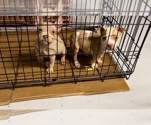 American Pit Bull Terrier Puppy for sale in HAMPTON, VA, USA