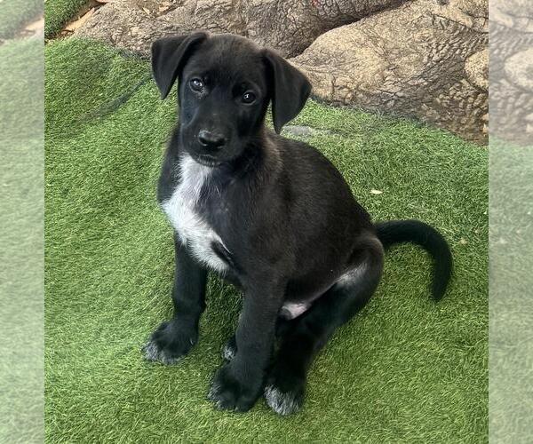 Medium Photo #2 Labrador Retriever-Unknown Mix Puppy For Sale in San Diego, CA, USA
