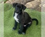 Small #1 Labrador Retriever Mix
