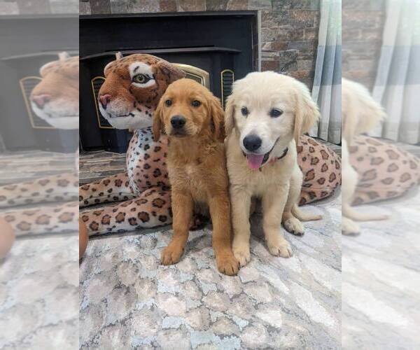 Medium Photo #9 English Cream Golden Retriever Puppy For Sale in SACRAMENTO, CA, USA