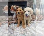 Small #8 English Cream Golden Retriever