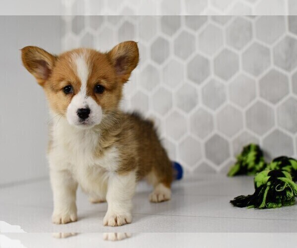 Medium Photo #27 Pembroke Welsh Corgi Puppy For Sale in MIDDLEBURY, IN, USA