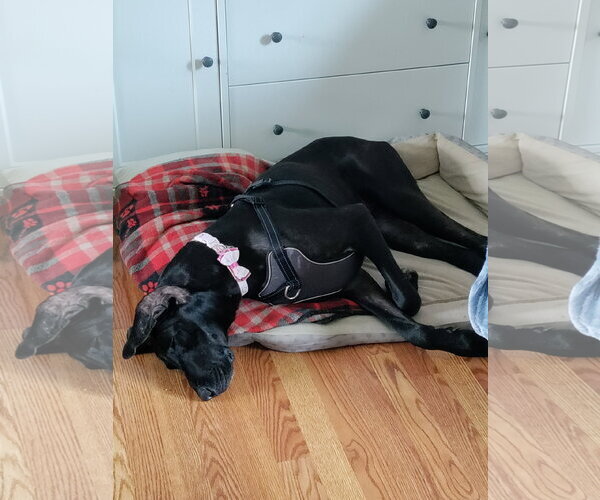 Medium Photo #4 Great Dane Puppy For Sale in Wheaton, IL, USA
