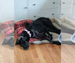 Small #3 Great Dane