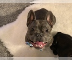 Small Photo #62 French Bulldog Puppy For Sale in LAS VEGAS, NV, USA