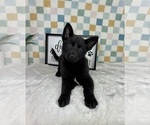 Small #4 German Shepherd Dog