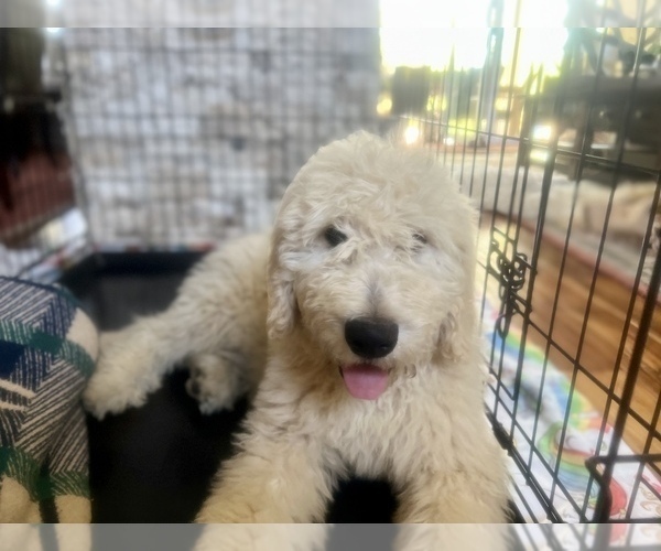 Medium Photo #1 Goldendoodle Puppy For Sale in RANCHO CUCAMONGA, CA, USA