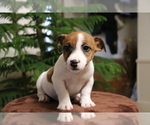 Small Photo #3 Jack Russell Terrier Puppy For Sale in SHILOH, OH, USA