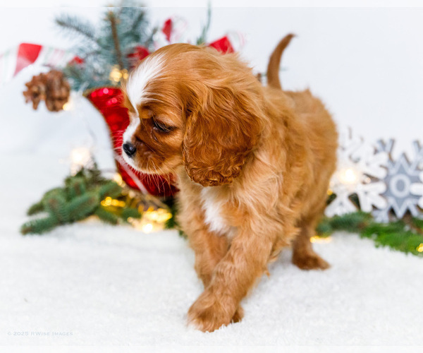 Medium Photo #22 Cavalier King Charles Spaniel Puppy For Sale in WAKARUSA, IN, USA