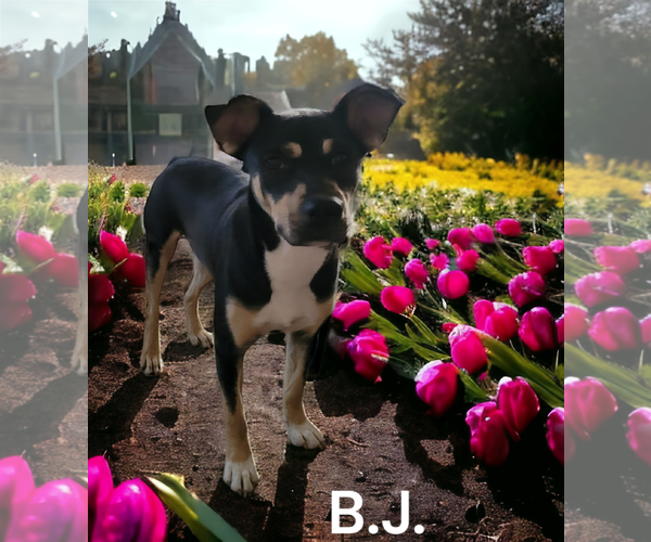 Medium Photo #2 Staffordshire Bull Terrier-Unknown Mix Puppy For Sale in Spring, TX, USA