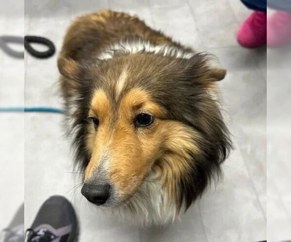 Medium Photo #2 Mutt Puppy For Sale in Dublin, OH, USA